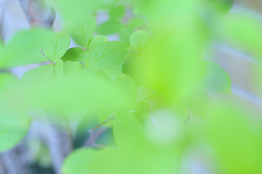 green,自然,nature