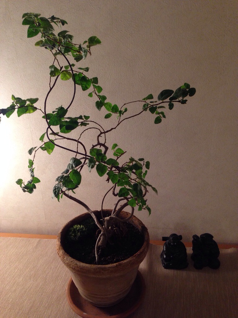 Bonsai