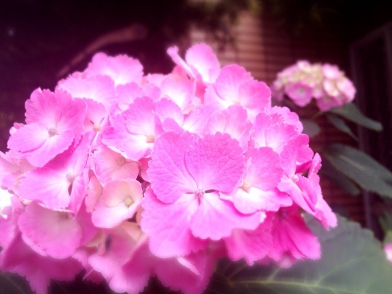 pink hydrangea