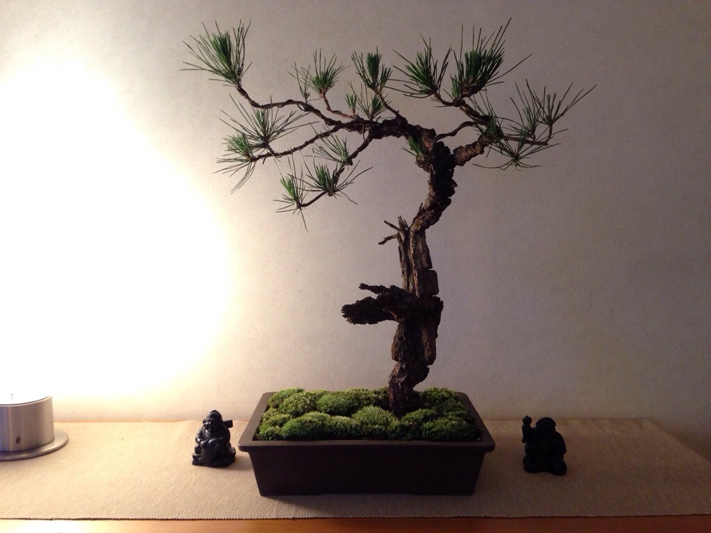 Bonsai