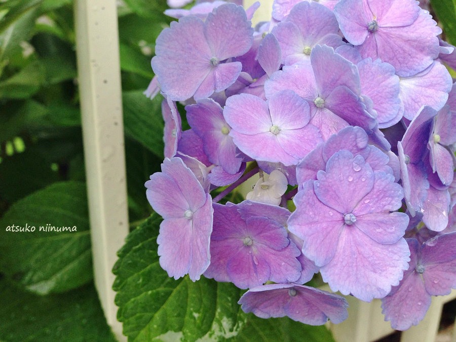 我が家の紫陽花　紫陽花の魅力