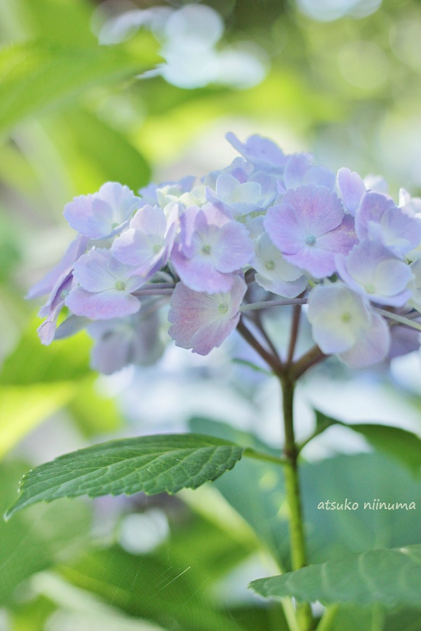 紫陽花　canon ef40 f2.8