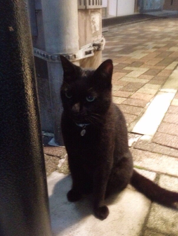 cuties in our hood 表参道のカワイコチャンたち